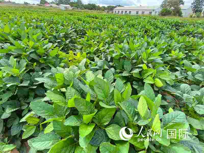 1770858027402153.jpg 876_副本.jpg